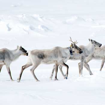 caribou with radio collar migrating